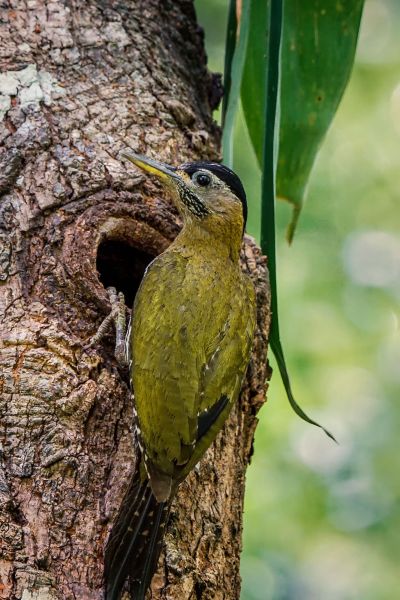 Burmagrünspecht (W) / Streak-breasted Woodpecker