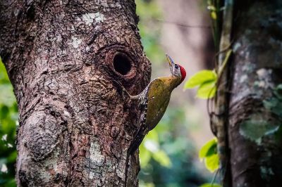 Burmagrünspecht (M) / Streak-breasted Woodpecker