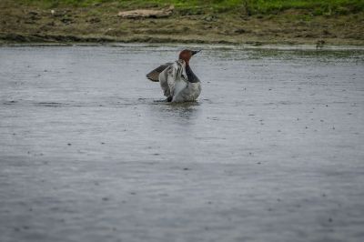 Tafelente / Common Pochard