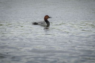 Tafelente / Common Pochard