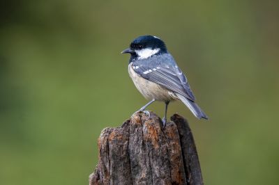 Tannenmeise / Coal Tit