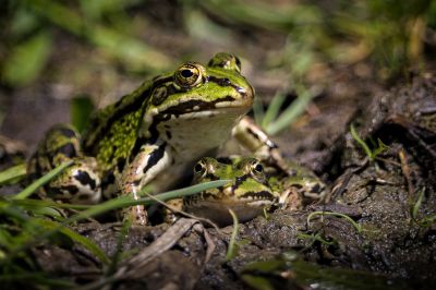 Teichfrosch / Edible Frog