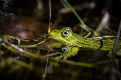 Teichfrosch / Edible Frog