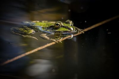 Teichfrosch / Edible Frog