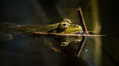 Teichfrosch / Edible Frog