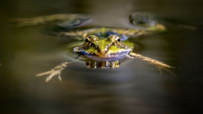 Teichfrosch / Edible Frog