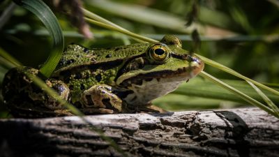 Teichfrosch / Edible Frog