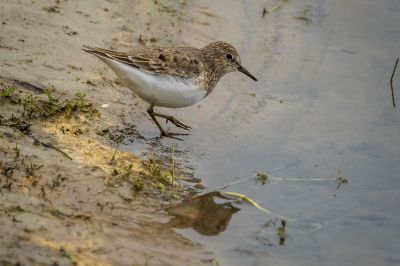 Temminckstrandläufer / Temminck's Stint