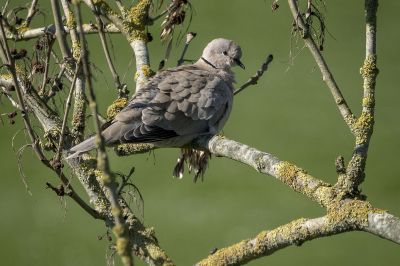 Türkentaube / Eurasian Collared Dove