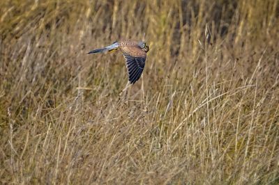 Turmfalke / Common Kestrel