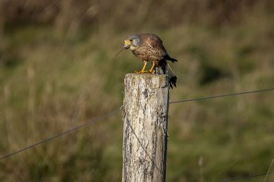 Turmfalke / Common Kestrel