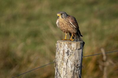 Turmfalke / Common Kestrel