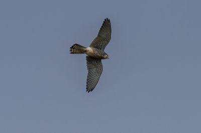 Turmfalke / Common Kestrel