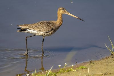 Uferschnepfe / Black-tailed Godwit