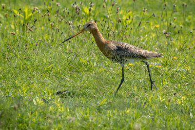 Uferschnepfe / Black-tailed Godwit