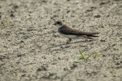 Uferschwalbe / Sand Martin