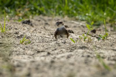 Uferschwalbe / Sand Martin