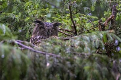 Uhu / Eurasian Eagle-owl