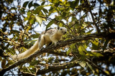 Finlayson-Hörnchen / Variable Squirrel - Finlayson's squirrel