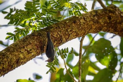 Samtstirnkleiber / Velvet-fronted Nuthatch