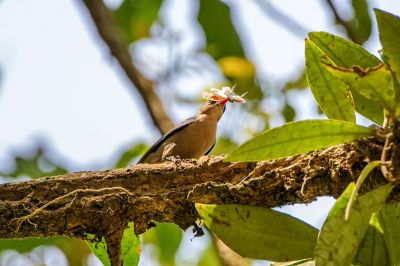 Samtstirnkleiber / Velvet-fronted Nuthatch