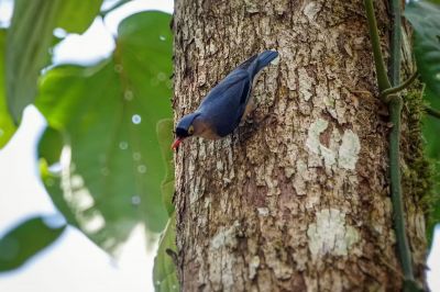 Samtstirnkleiber / Velvet-fronted Nuthatch