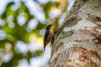 Samtstirnkleiber / Velvet-fronted Nuthatch