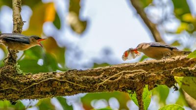 Samtstirnkleiber / Velvet-fronted Nuthatch