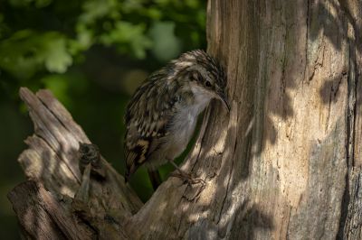 Waldbaumläufer / Treecreeper