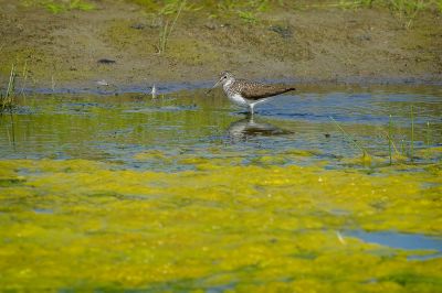 Waldwasserläufer / Green Sandpiper