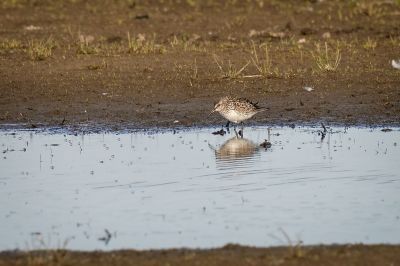 Weissbürzelstrandläufer / White-rumped Sandpiper