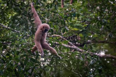 Weißhandgibbon - Lar / White-handed Gibbon - Lar Gibbon