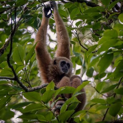 Weißhandgibbon - Lar / White-handed Gibbon - Lar Gibbon