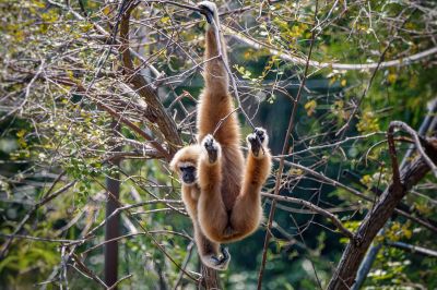 Weißhandgibbon - Lar / White-handed Gibbon - Lar Gibbon