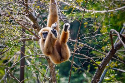 Weißhandgibbon - Lar / White-handed Gibbon - Lar Gibbon