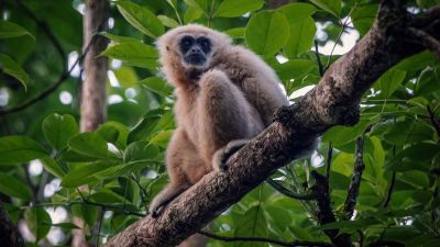 Weißhandgibbon - Lar / White-handed Gibbon - Lar Gibbon