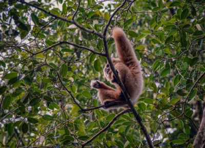 Weißhandgibbon - Lar / White-handed Gibbon - Lar Gibbon