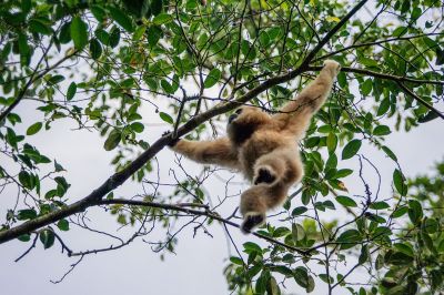 Weißhandgibbon - Lar / White-handed Gibbon - Lar Gibbon