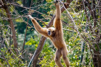 Weißhandgibbon - Lar / White-handed Gibbon - Lar Gibbon