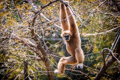 Weißhandgibbon - Lar / White-handed Gibbon - Lar Gibbon