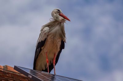 Weißstorch / White Stork