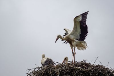 Weißstorch (Juv) / White Stork