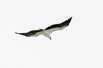 Weißbauchseeadler / White-bellied Sea Eagle