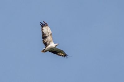 Weißbauchseeadler / White-bellied Sea Eagle