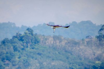 Weißbauchseeadler / White-bellied Sea Eagle