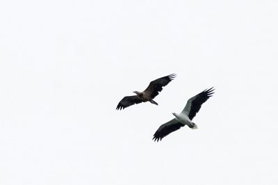 Weißbauchseeadler (M&J) / White-bellied Sea Eagle