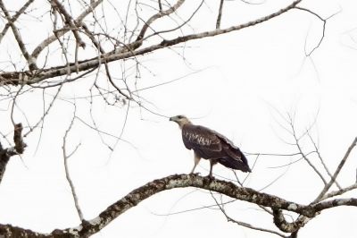 Weißbauchseeadler (J) / White-bellied Sea Eagle