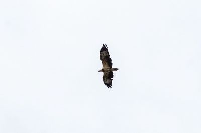 Weißbauchseeadler (J) / White-bellied Sea Eagle