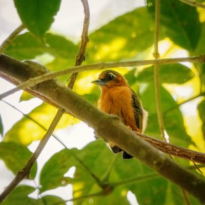 Rötelmausspecht / White-browed Piculet