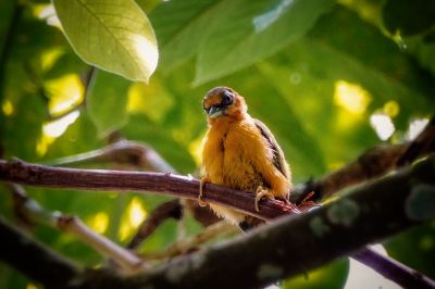 Rötelmausspecht / White-browed Piculet